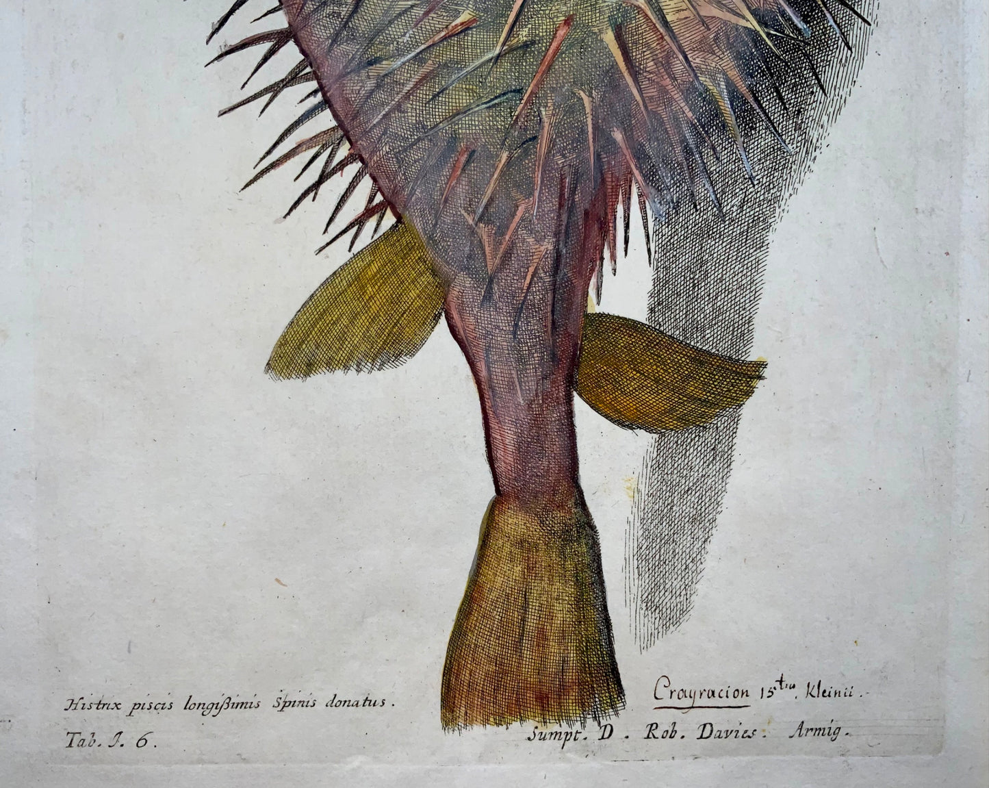 1686 Richard Hunt secondo Silviani - Pesce istrice - incisione su rame in folio