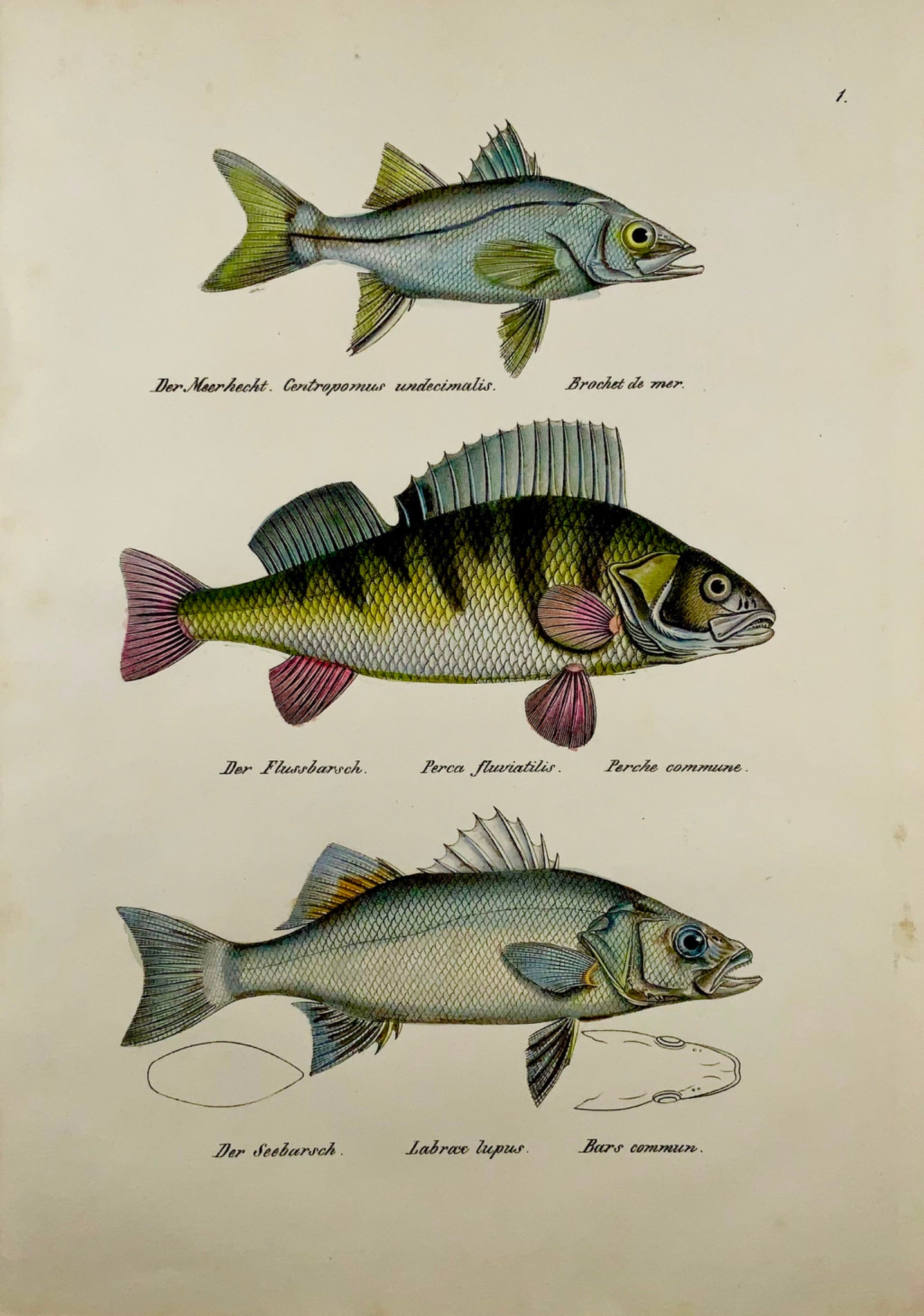 1833 H. Schinz (1777-1861) PERCH Bass Snook Fish handcoloured lithograph