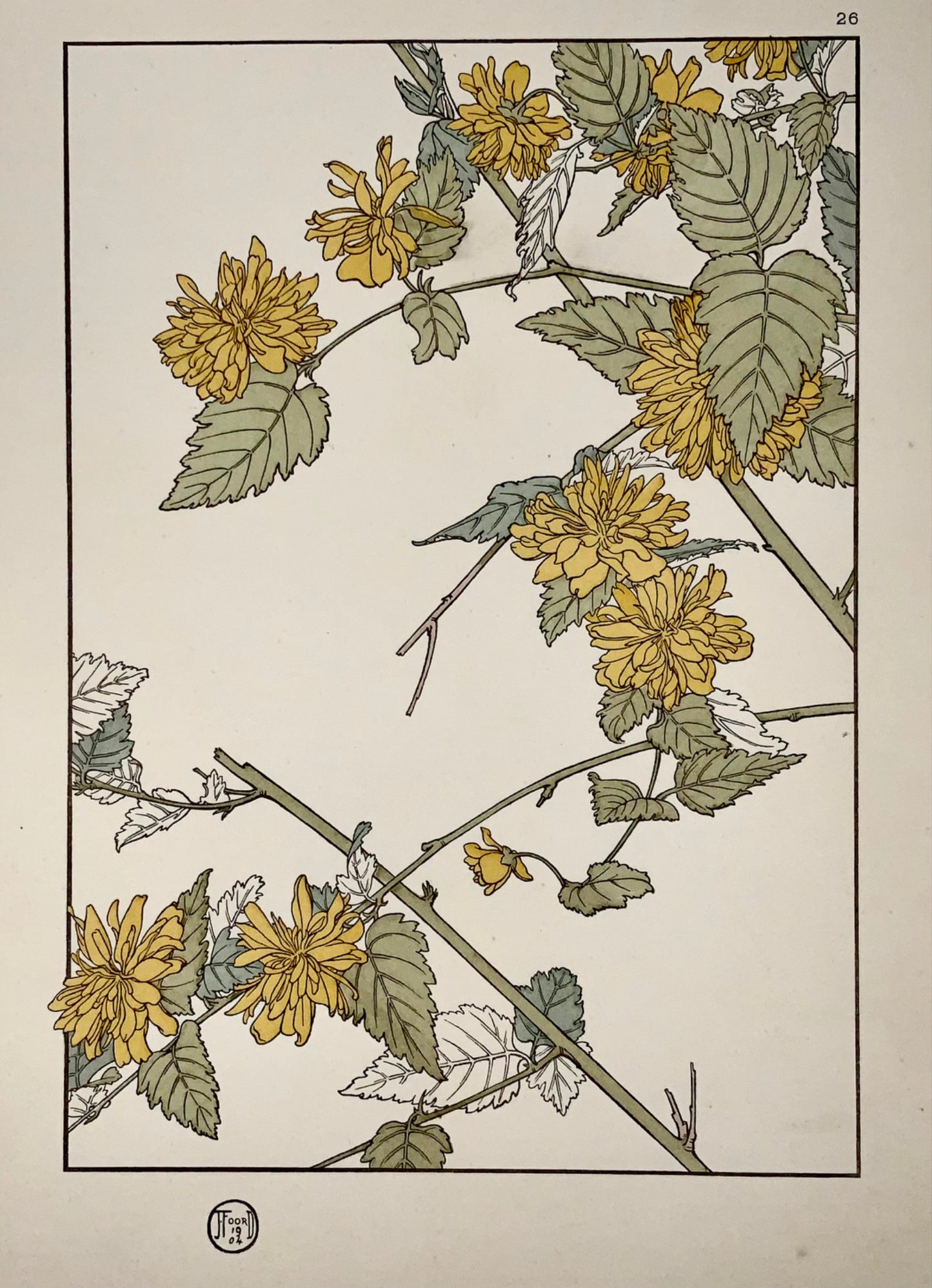 1904 Jeannie Foord, decorative flower, ‘pochoir’ colour lithograph, botany