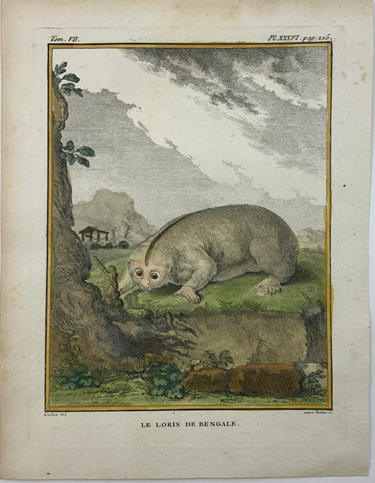 1766 De Seve - LORIS - Mammal - large QUARTO edition hand colored engraving