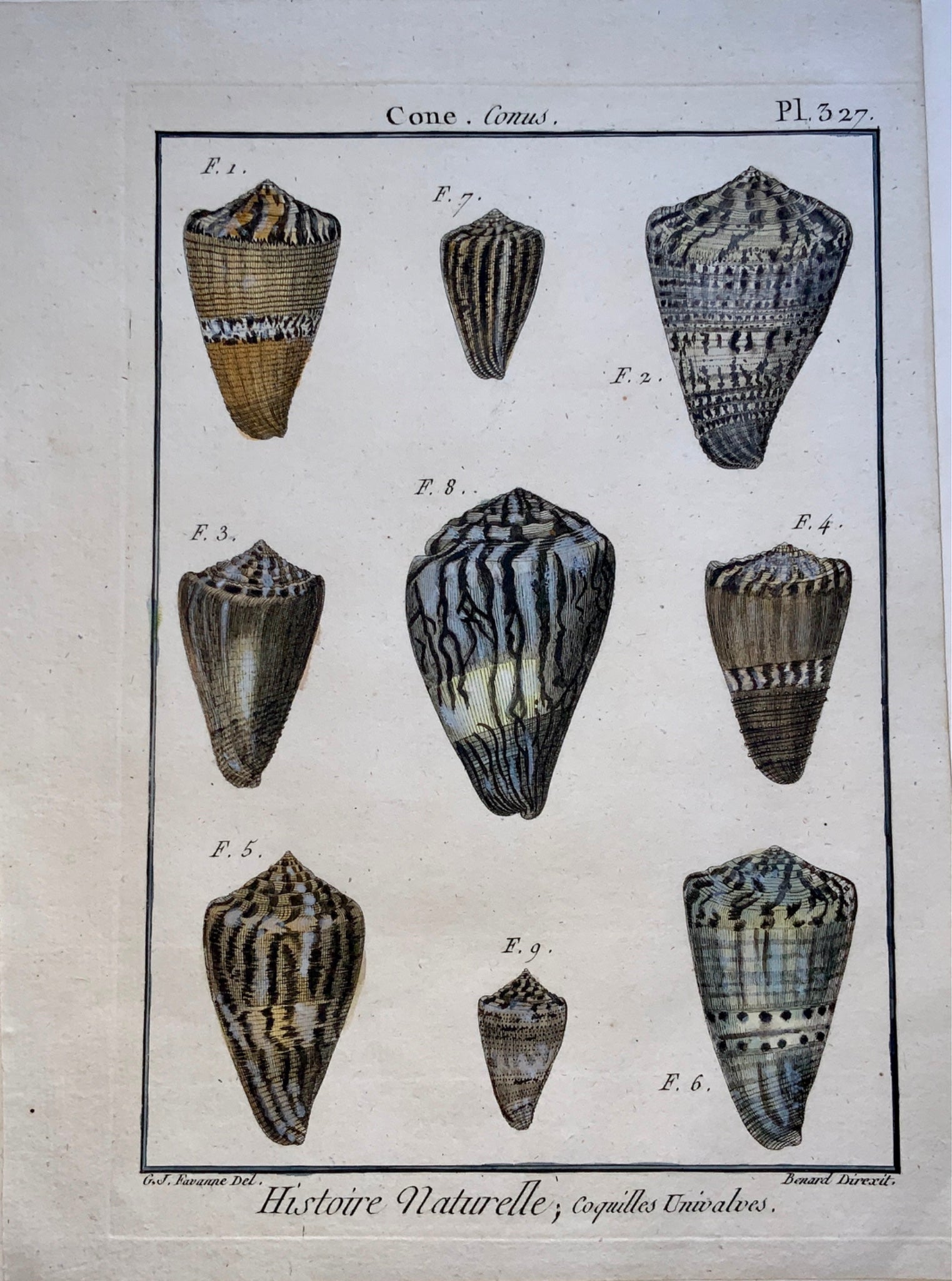1789 J. G. Favanne; H.J. Redoute - CONE Conus Seashell Conchology hand colour
