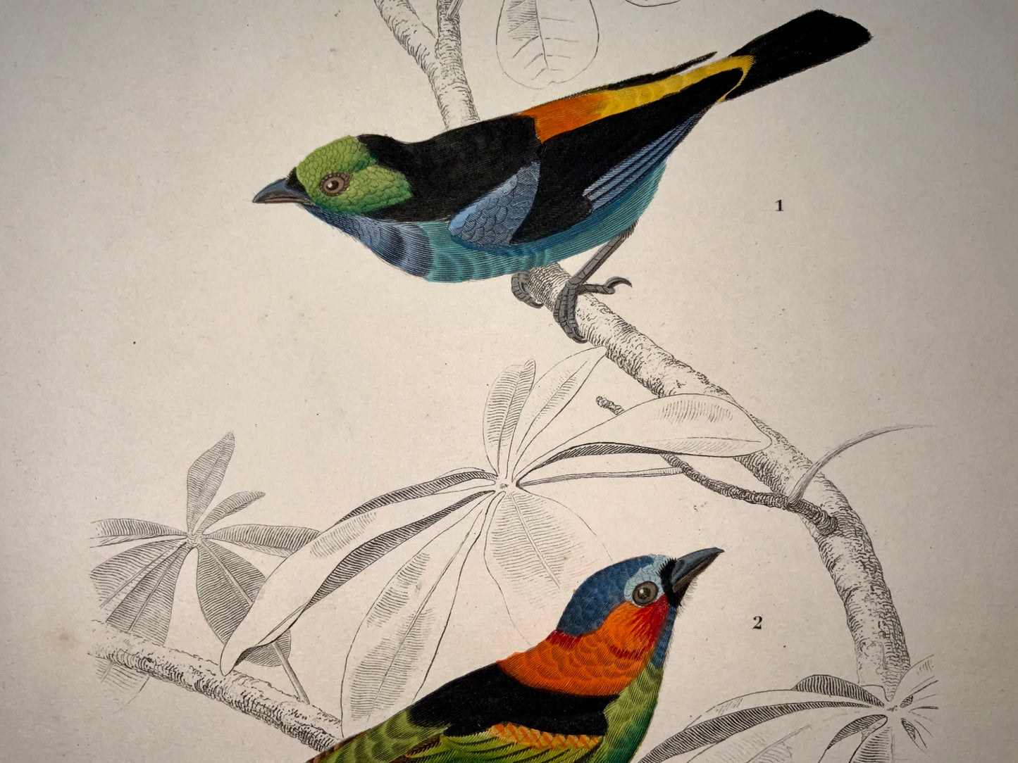 Edouard Travies [1809-1876] - Tangara - fine original hand colour - Ornithology