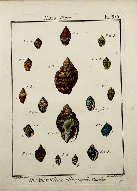 1789 Marechal; Benard - Mitre SHELL Seashell Conchology - Hand colour