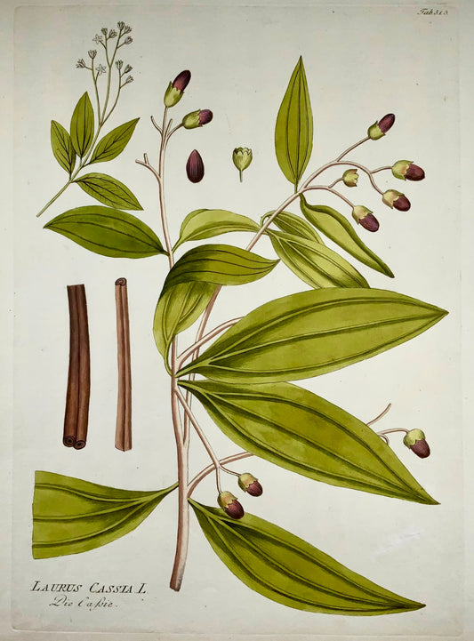 1788 JJ Plenck (b1737), cannella cinese, grande foglio colorato a mano, botanica
