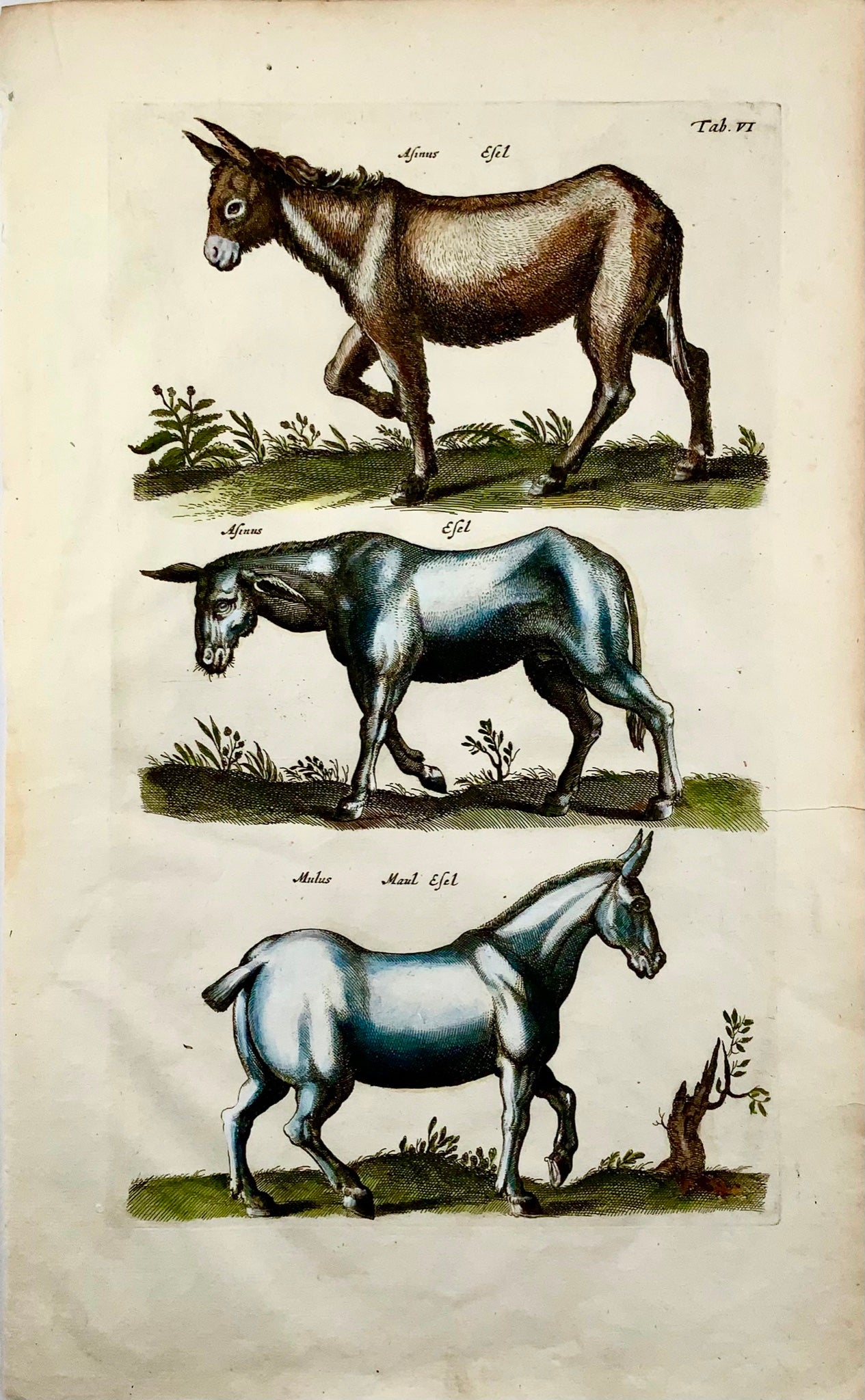 1657 Cavallo, mulo, asino, Matt. Merian, folio, incisione colorata a mano, mammiferi
