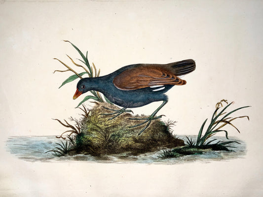 1794 Edward Donovan WATER RAIL exquisite hand coloured copper engraving - Ornithology