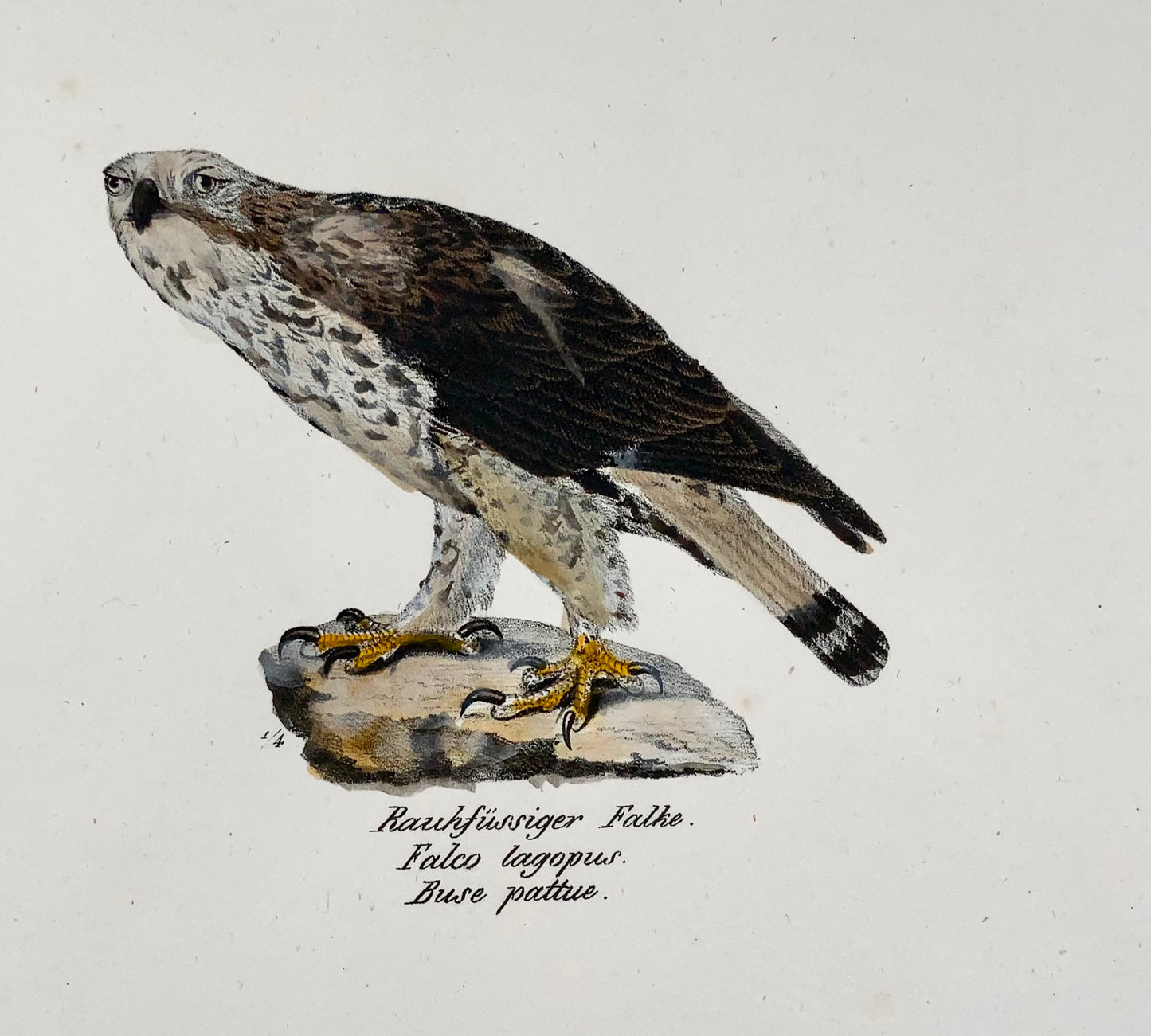 1830 FALCON Oiseaux de proie - Ornithologie Brodtmann lithographie FOLIO colorée à la main