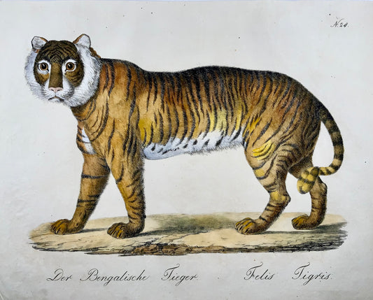 1816 Tigre del Bengala, Imp. Folio 'Incunaboli della litografia' colorato a mano - Mammifero