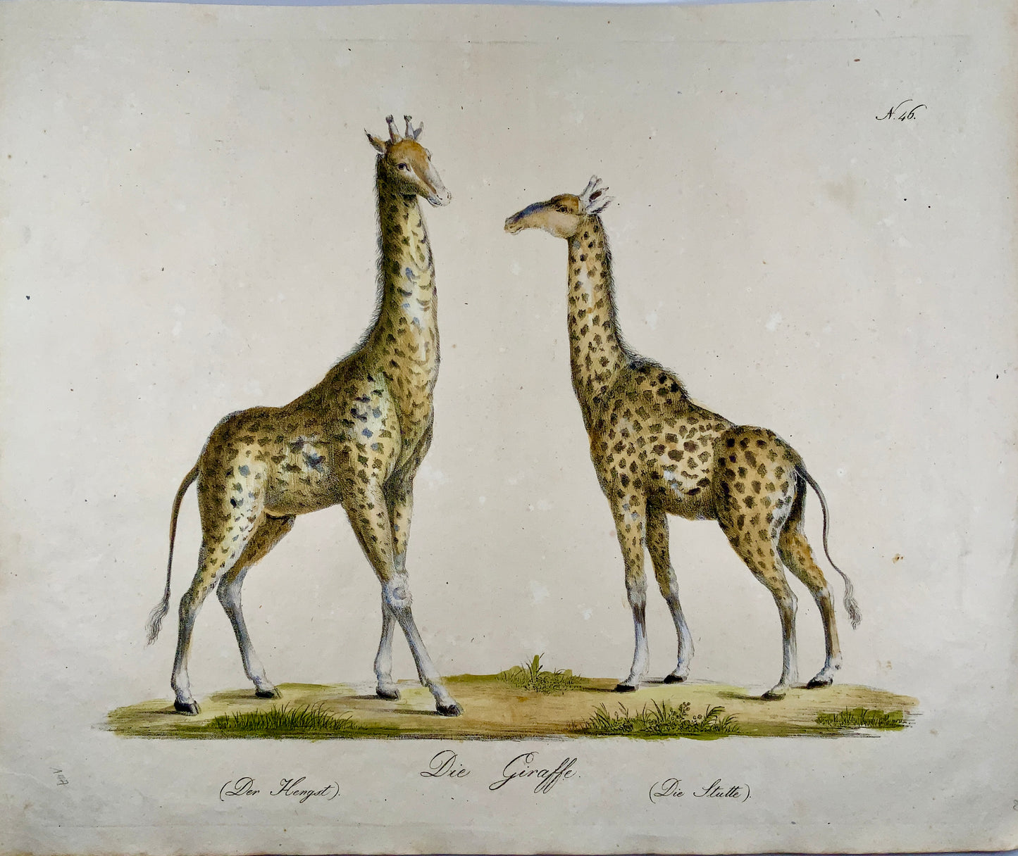 1816 GIRAFFES - Imp. folio 42.5 cm 'Incunabula of Lithography' - Mammals