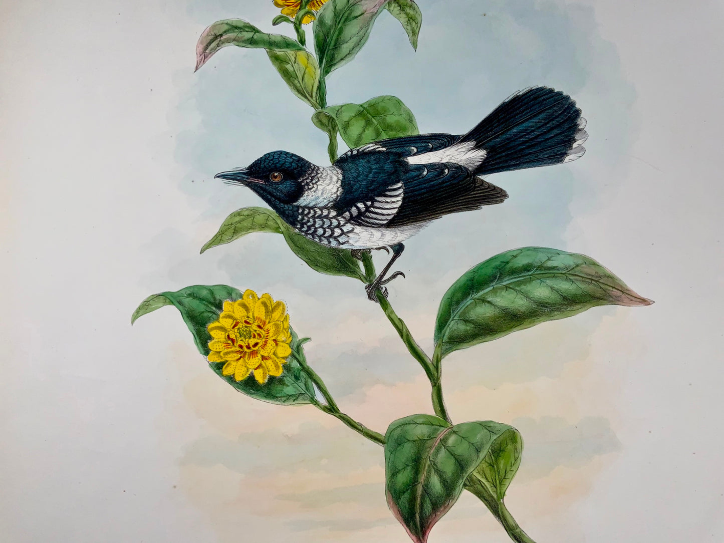 1888 Pied Flycatcher, John Gould (b1804), magnificent hand coloured lithograph, ornithology