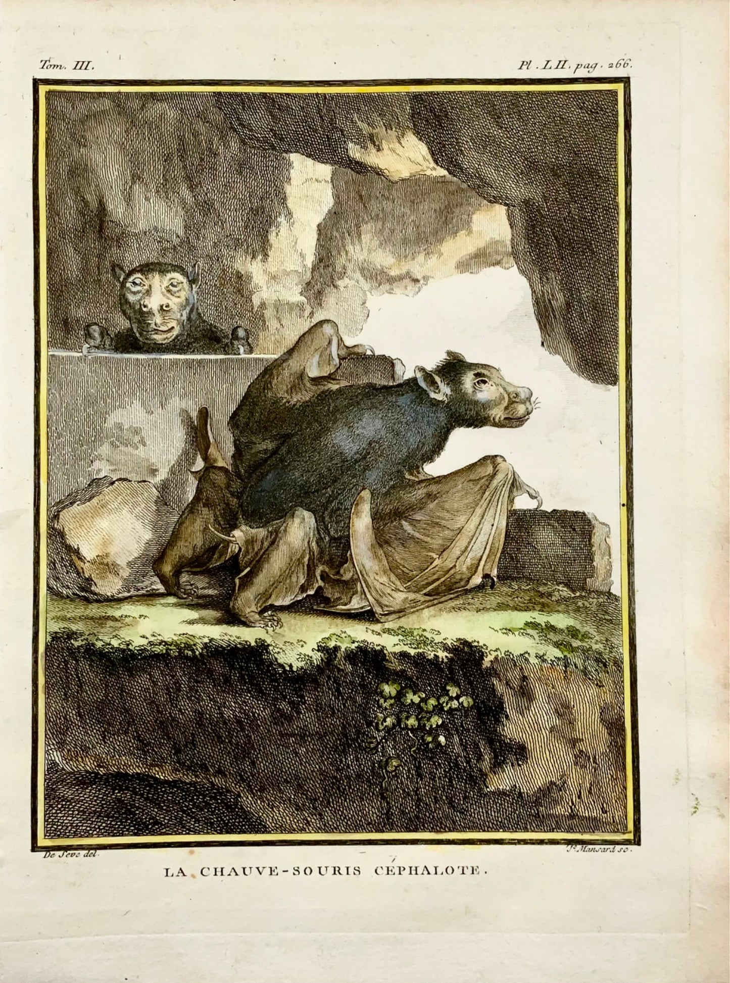 1766 De Seve - BAT Cephalote - large QUARTO edition hand colored engraving - Mammals