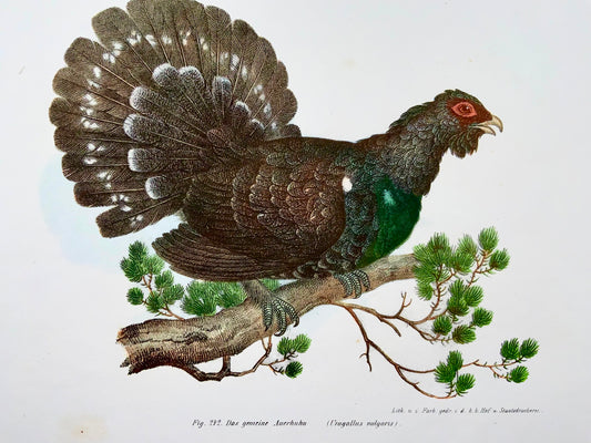 1860 Grand tétras, Fitzinger, lithographie couleur, finition main, ornithologie