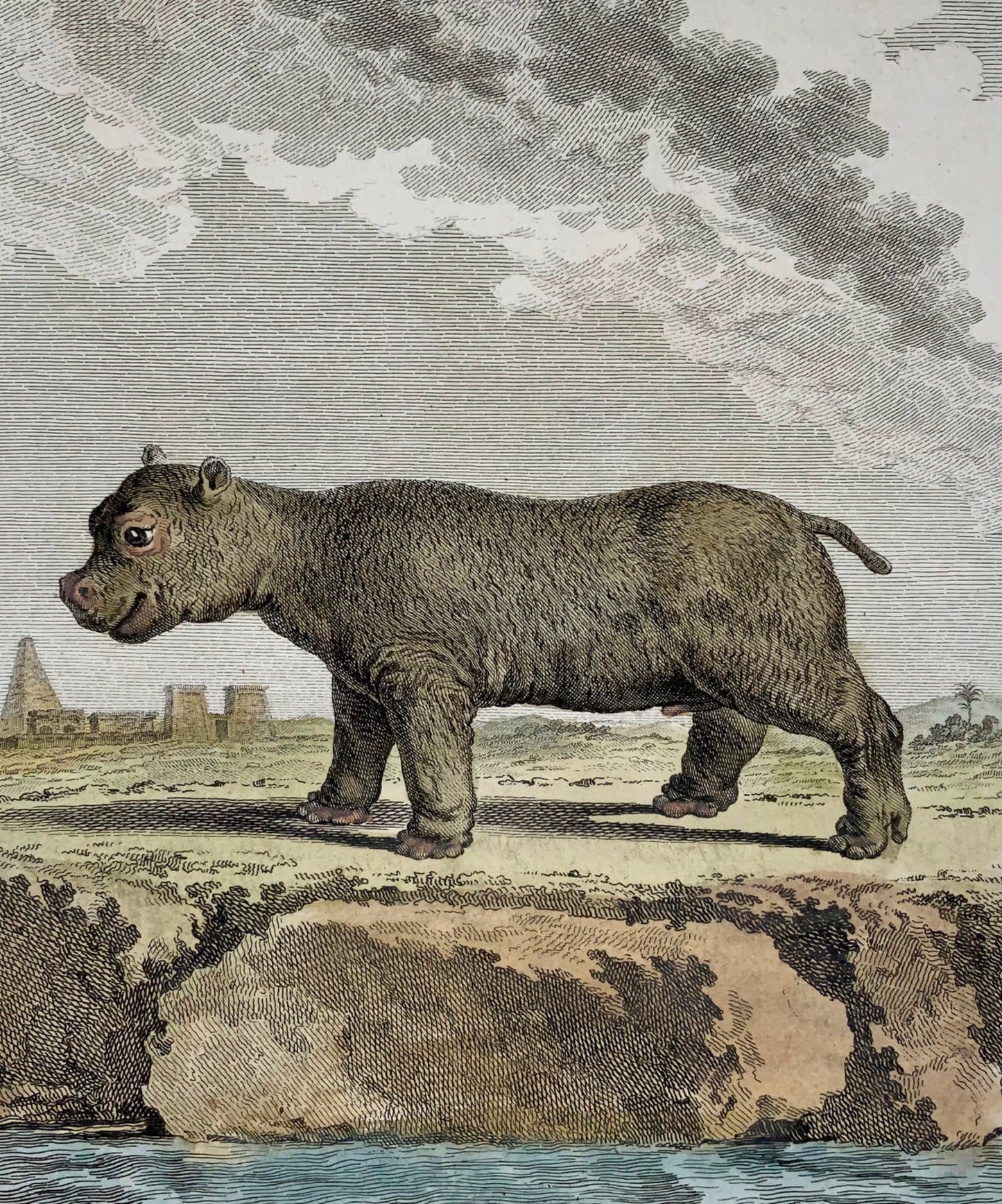 1766 De Seve; Young HIPPOPOTOMUS large QUARTO edition hand colored engraving - Mammal