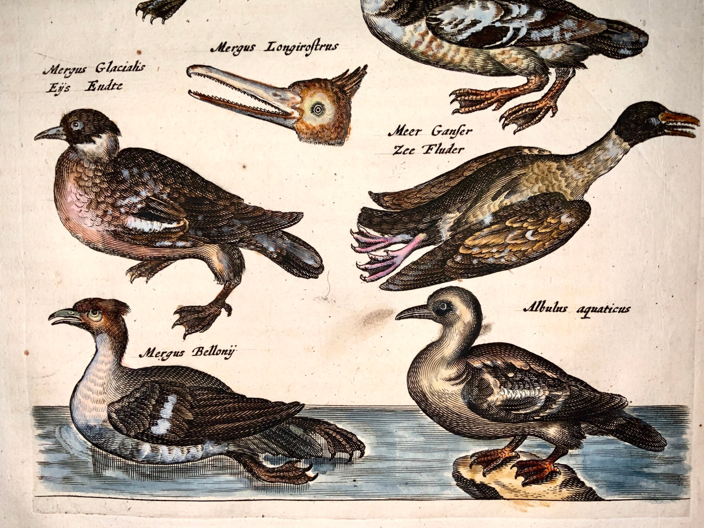 1657 Ducks and Geese - Matt. MERIAN - Folio hand coloured engraving