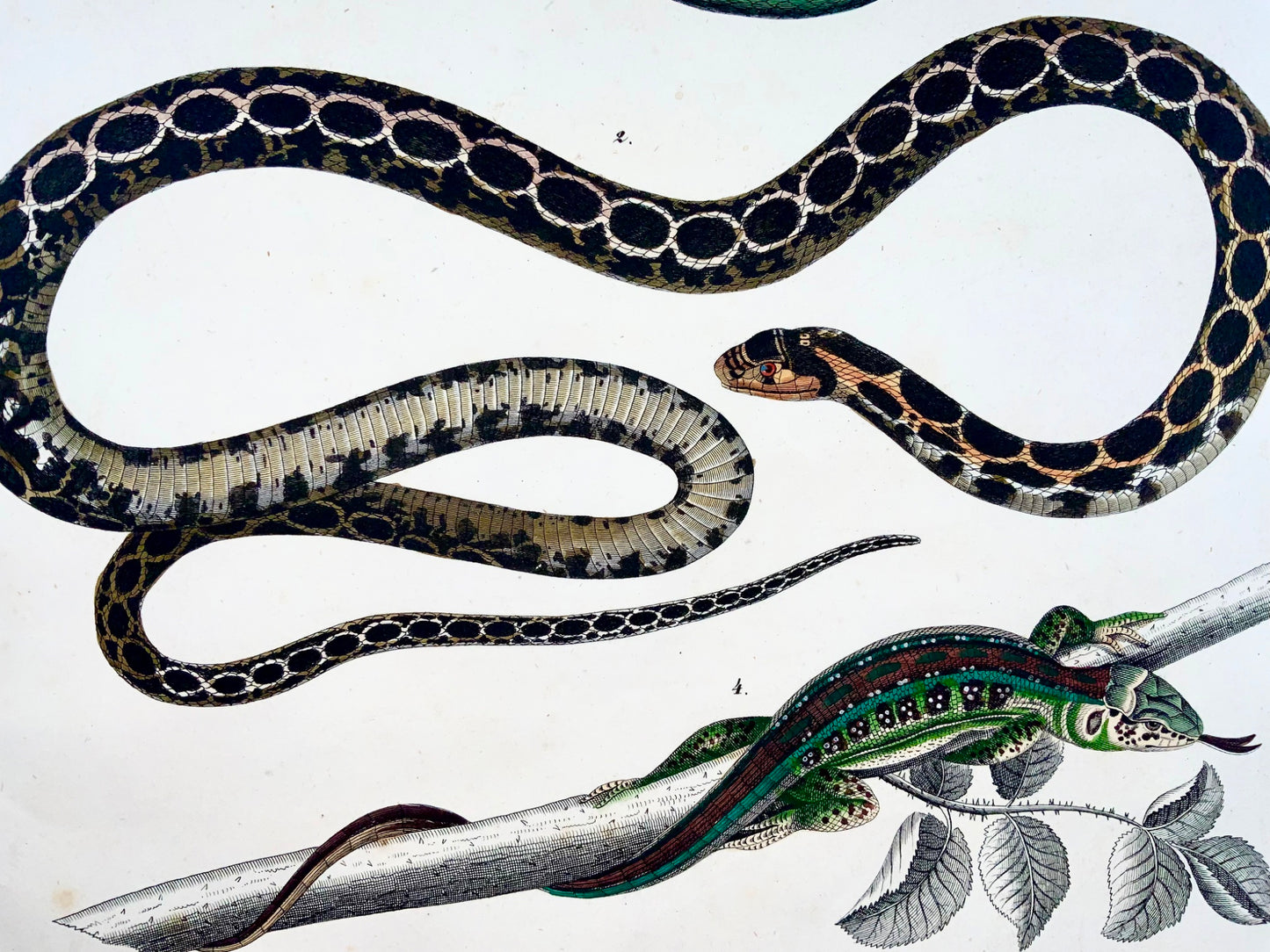 1831 SNAKES Skinks - Large Folio - hand coloured engraving for Oken - Reptiles