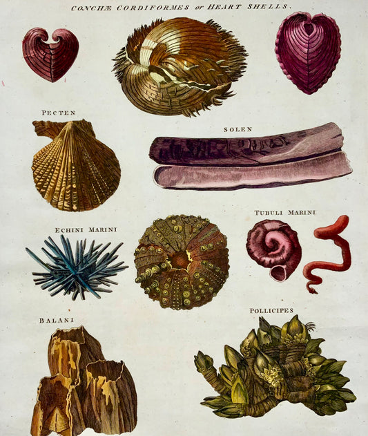 1785 Shells, urchins, conch, marine life, folio, hand coloured