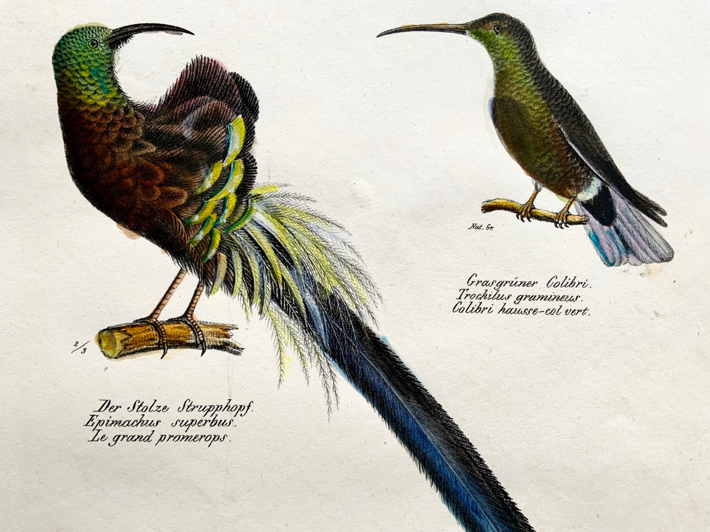 1830 Birds of Paradise, Colibri - Brodtmann hand coloured FOLIO lithography