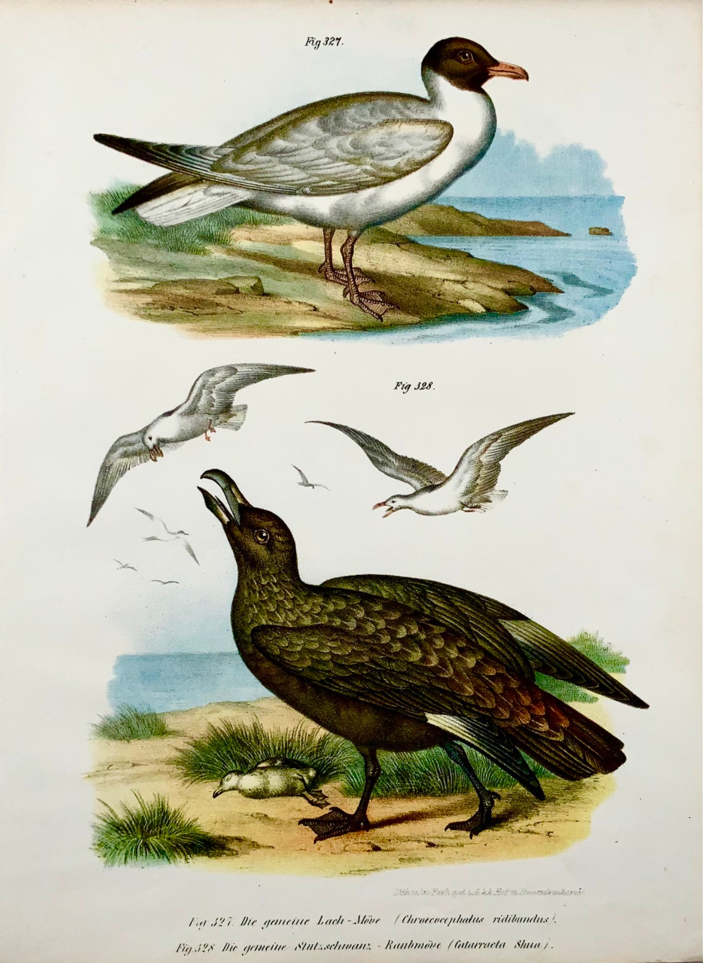 1860 SKUA SEAGULL - Oiseaux - Lithographie couleur Fitzinger FOLIO avec couleur à la main