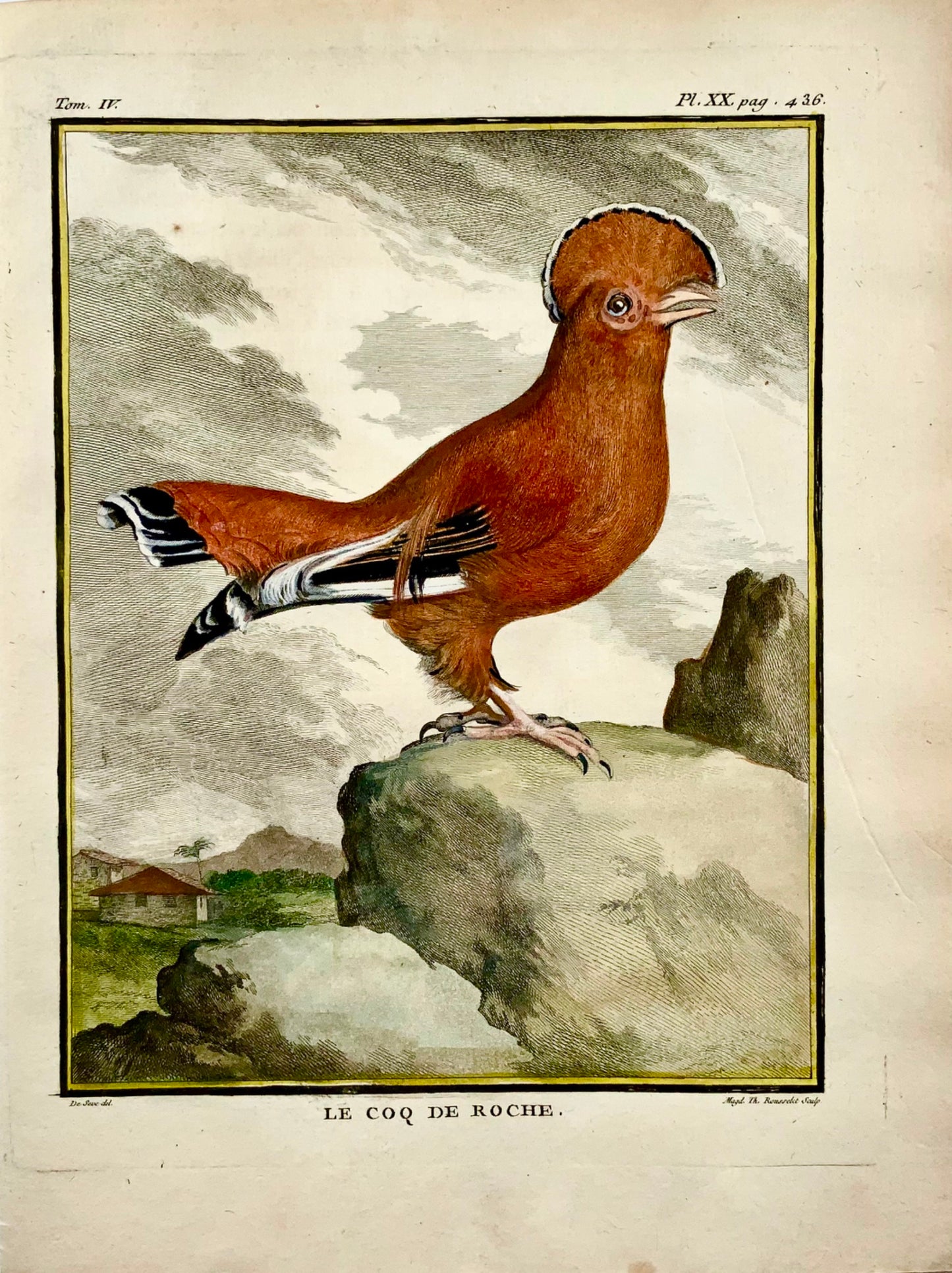 1779 de Seve - GALLO dell'Uccello della ROCCIA - Ornitologia - 4to Grande incisione Edn