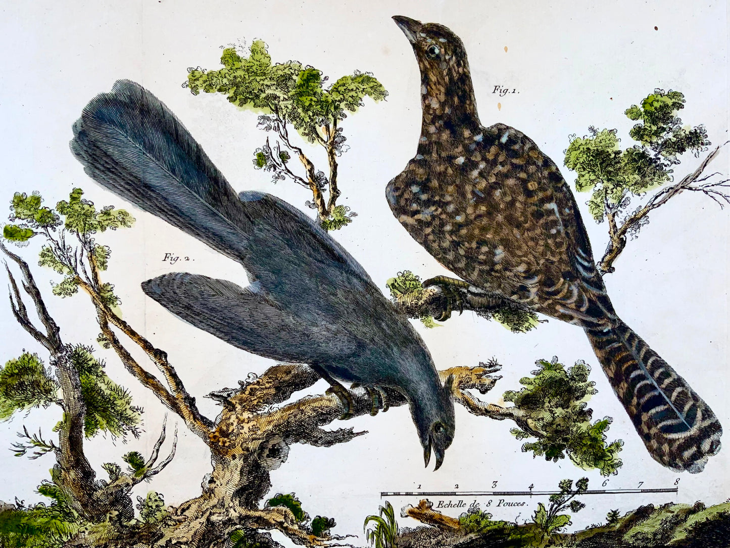 1760 p. Nic. Martinet (1725-1804) - Uccelli cuculi esotici - incisione su rame.
