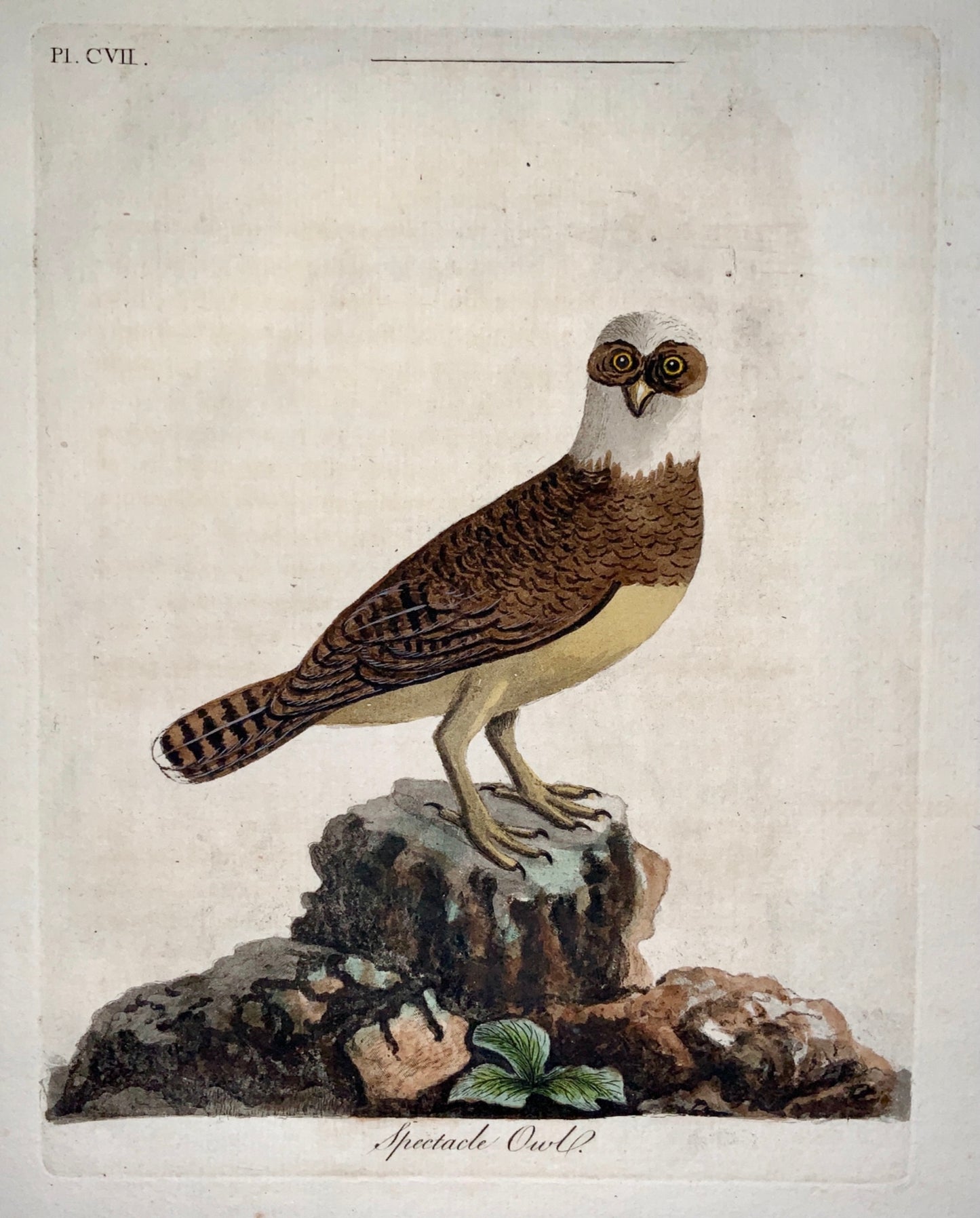 1785 John Latham - Synopsis - SPECTACLE OWL Ornithology - hand coloured