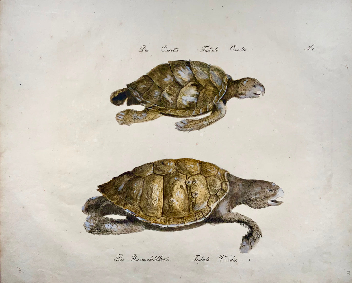 1816 Tartarughe, Brodtmann, Imp. foglio 42,5 cm, incunaboli di litografia