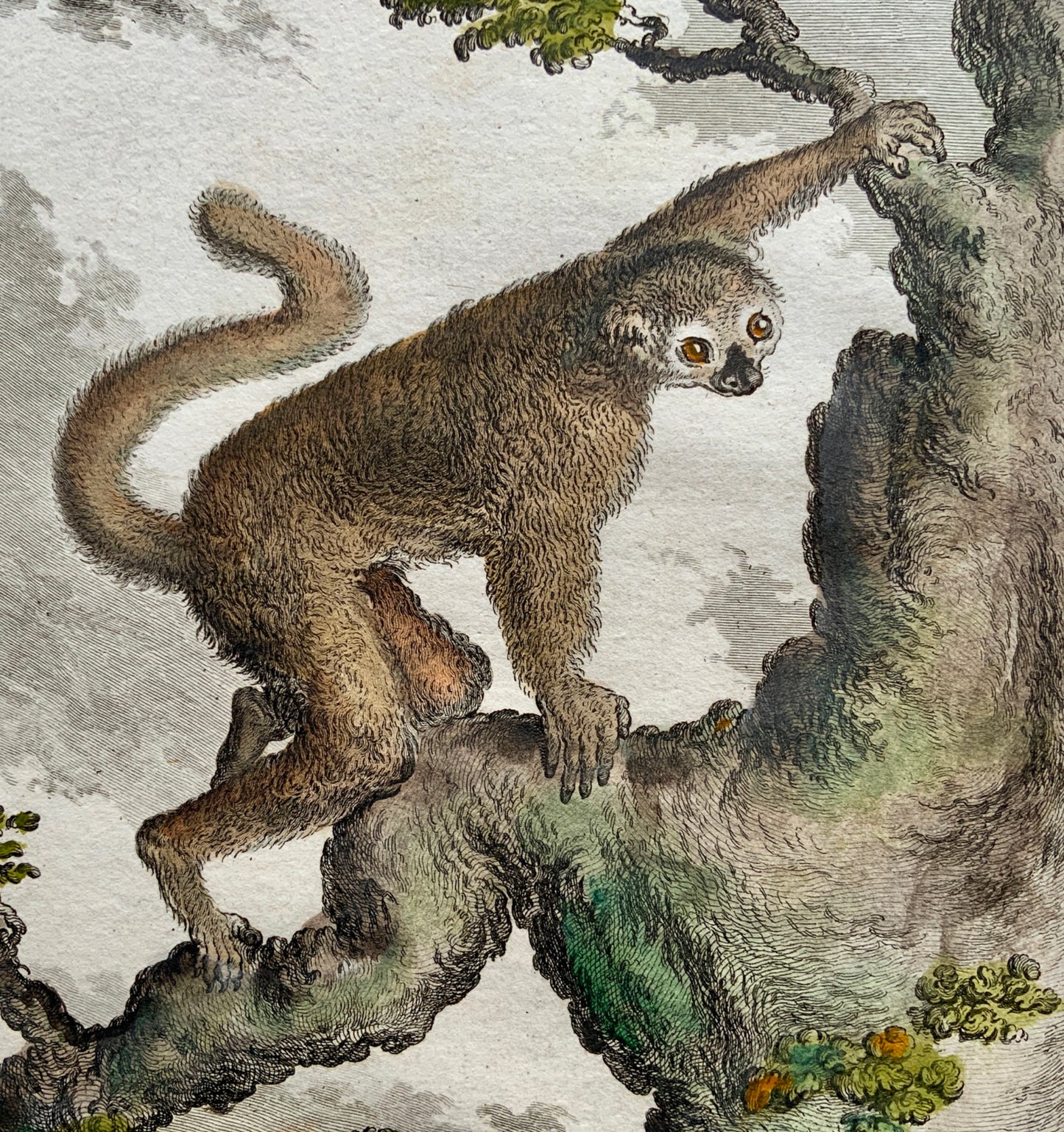 1766 De Seve Woolly MAKY LEMUR large QUARTO edition hand colored engraving - Mammal