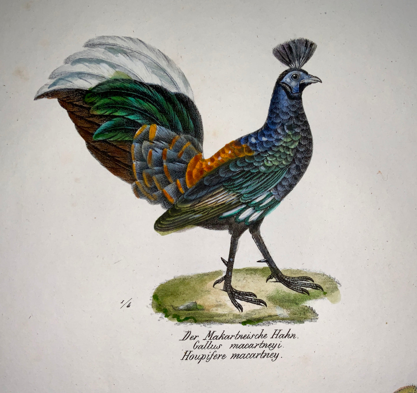 1830 PHEASANT HEN Ornithology - Brodtmann hand coloured FOLIO lithography