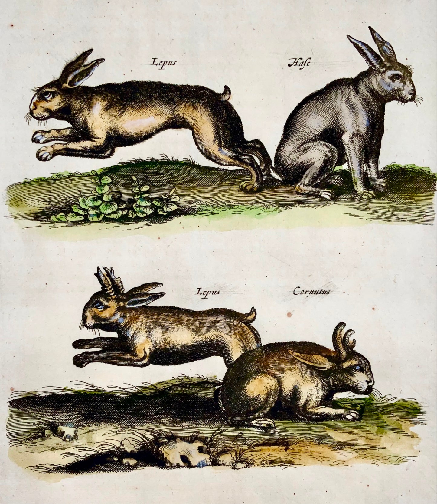 1657 RABBITS Hares - Matt. MERIAN Folio hand coloured copper engraving - Mammals