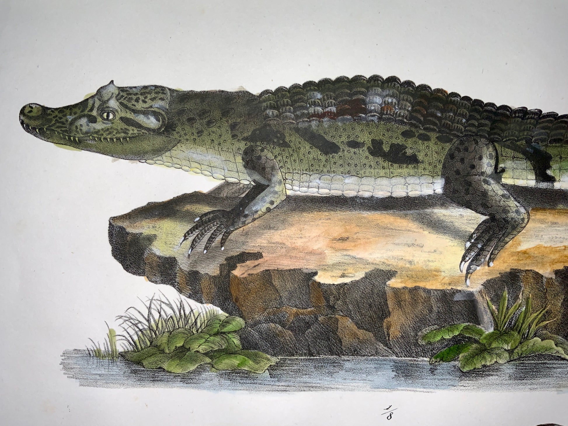 1833 H.R. Schinz (1777-1861) - GANGES CROCODILE - Hand colour stone lithograph - Reptiles