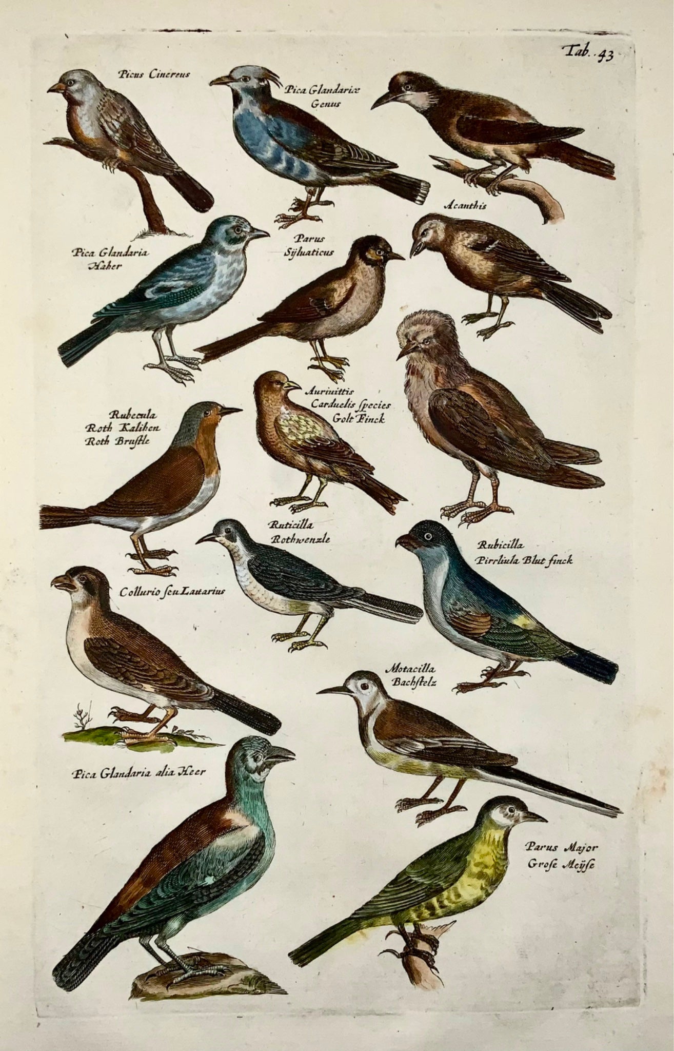 1657 Magpie, finch, tits, ornithology, Matt. Merian, folio, hand coloured