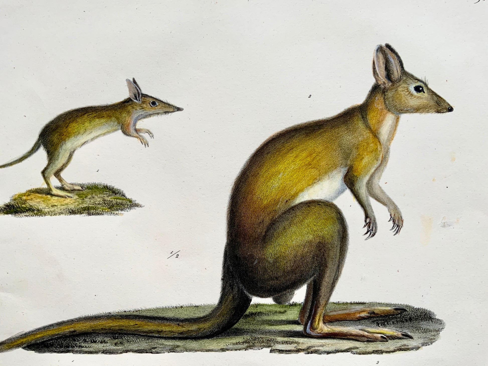 1824 Kangaroo Bandicoot Mammals - K.J. Brodtmann hand colored FOLIO lithograph