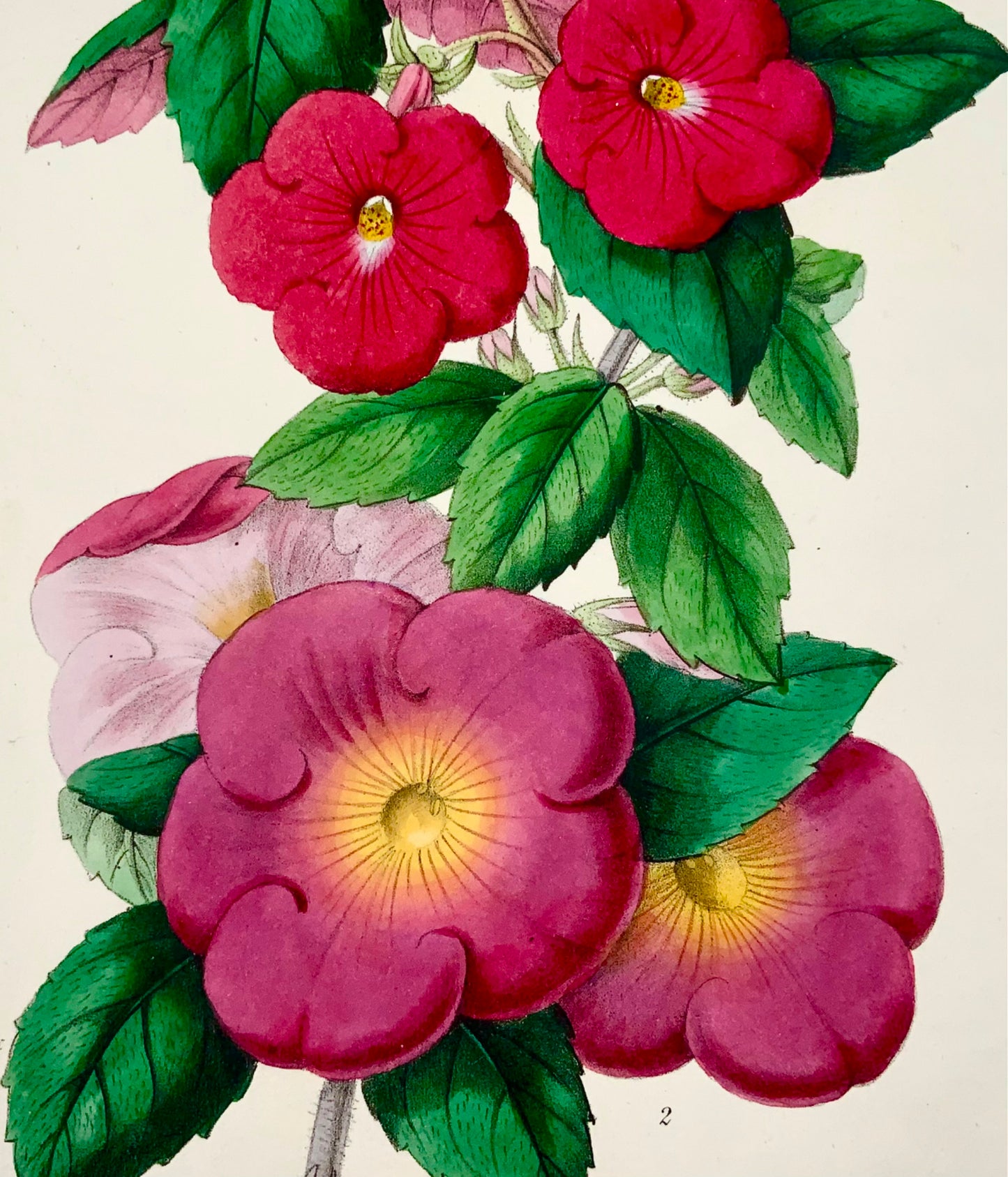 1858 FIORI MAGICI; James Andrews - Colore della mano squisito - Come tale RARO - Botanica