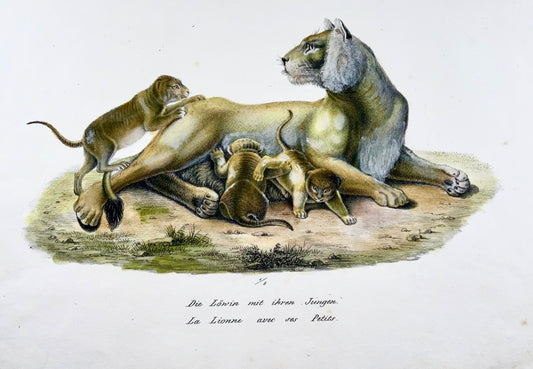 1824 Leonessa con cuccioli - Litografia FOLIO colorata a mano di KJ Brodtmann - Mammiferi
