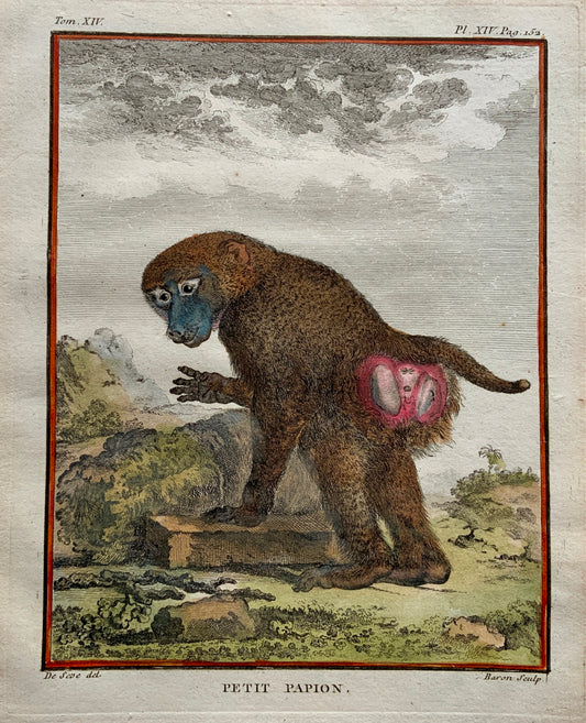 1766 De Seve Woolly GUINEA BABOON large QUARTO edition hand colored engraving - Mammal
