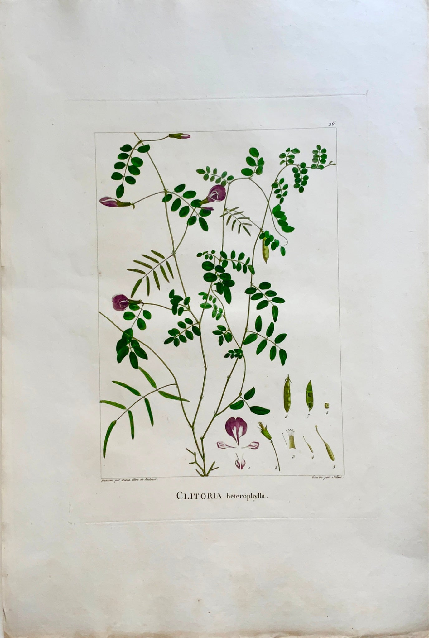 1803 Sellier after Bessa and Redoute - CLITORIA -  51 x 34 cm. Hand coloured - Botany