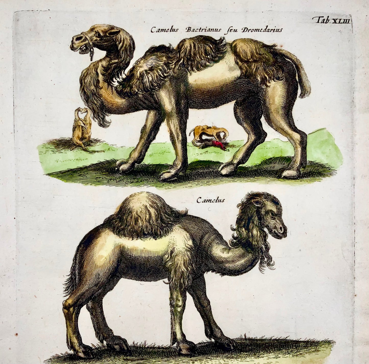 1657 Matthaus Merian, Dromedary Camels, Fine Folio in Hand Color