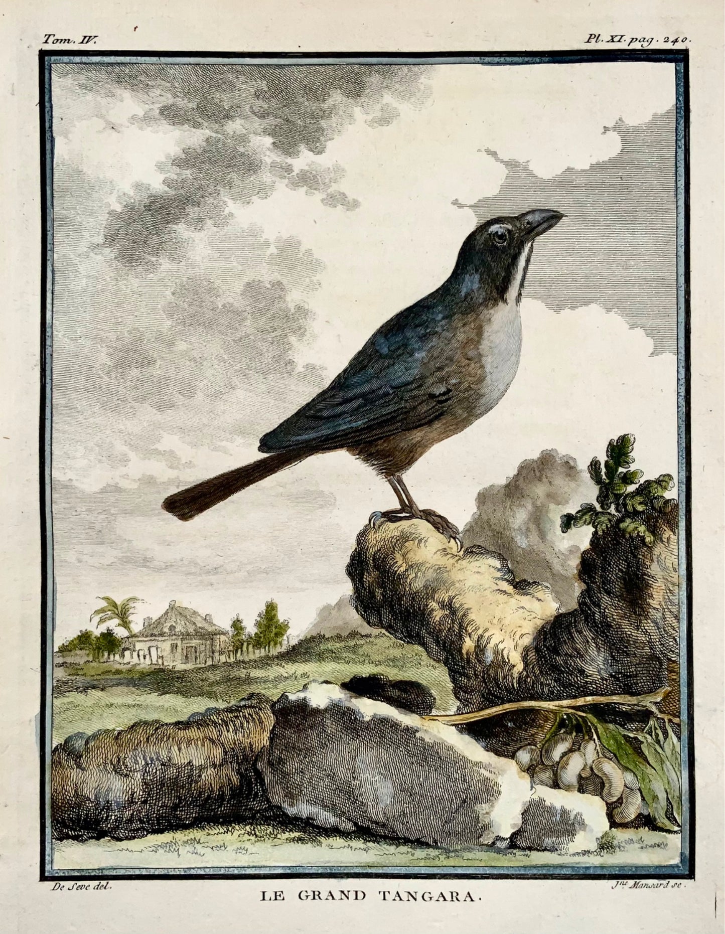 1779 de Seve - TANGARA - Ornithology - 4to Large Edn engraving