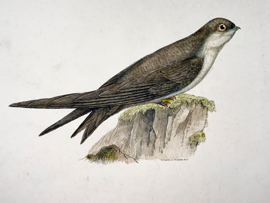 1846 MADEIRA SWIFT Ornithology - Hand coloured Large Folio (36cm)
