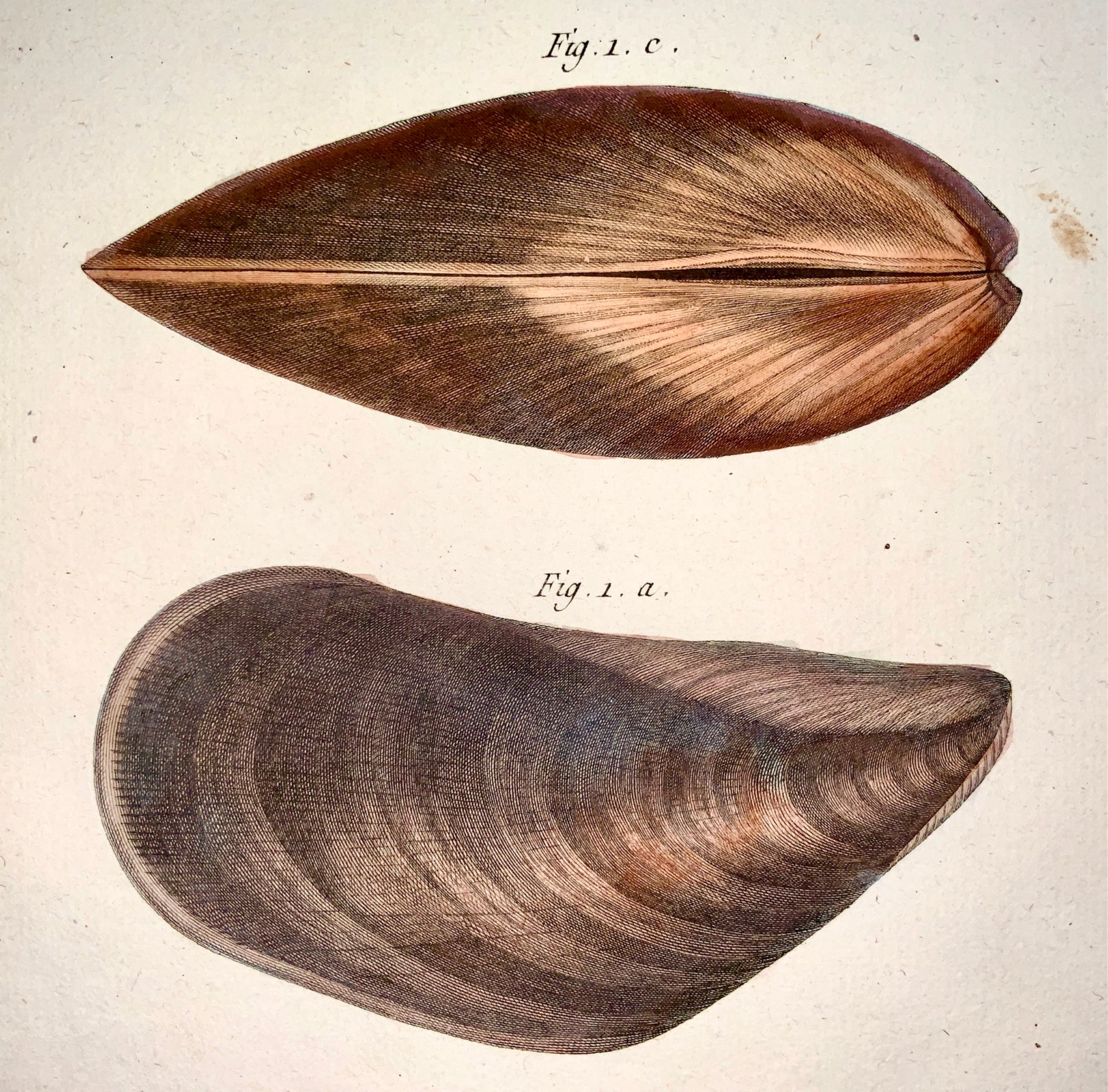 1789 Lamarck; Redoute - MOULE Shell Mussels, Conchology - Hand colour