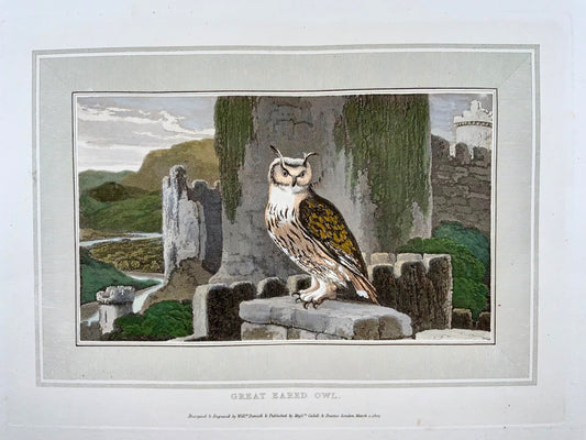 1807 William Daniell, Hibou des marais, ornithologie, aquatinte coloriée à la main
