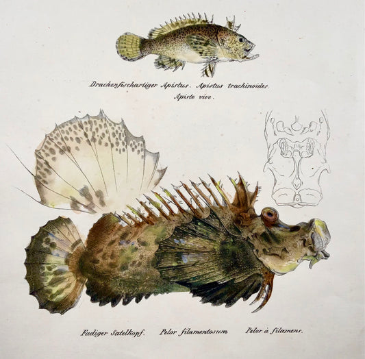 1833 H. Schinz (1777-1861) Scorpionfish Sculpin - Handcol. lithograph