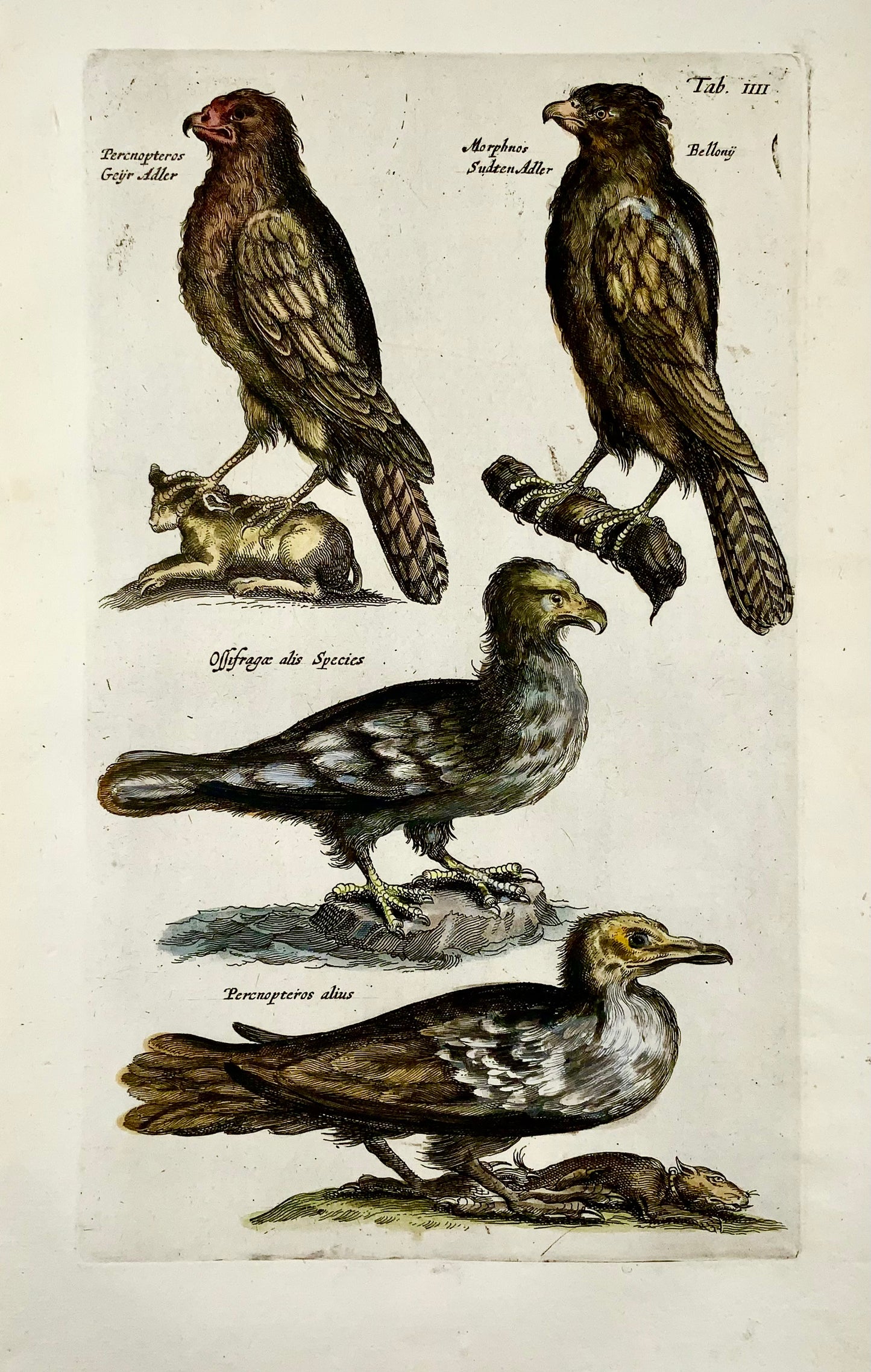1657 Uccelli rapaci, aquile, ossifraghe - Matt MERIAN Folio incisione colorata a mano - Ornitologia
