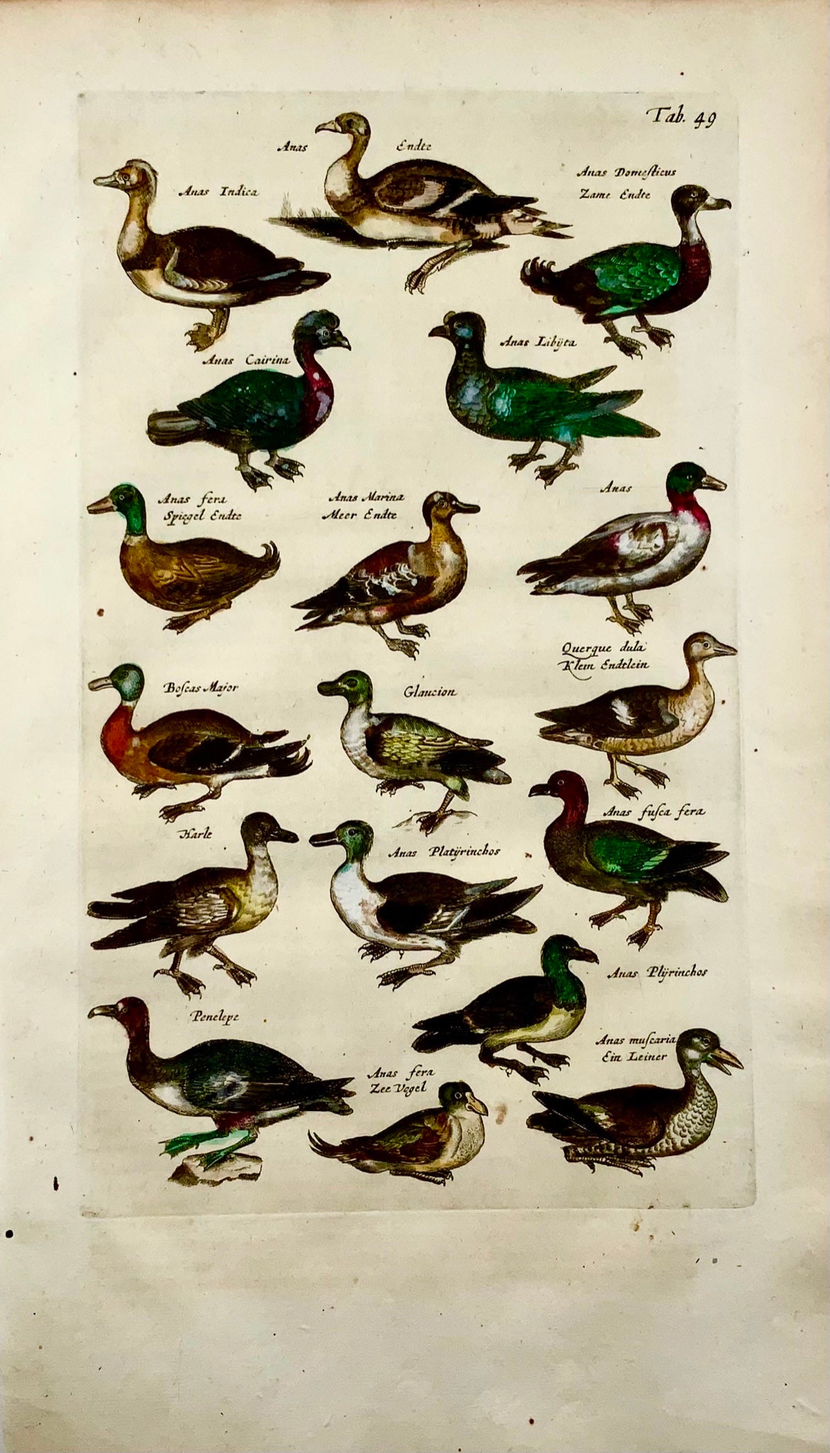 1657 Ducks - Ornithology - Matt. MERIAN Folio hand coloured copper engraving