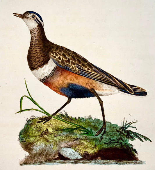1794 Edward Donovan - DOTTEREL Bird - gravure sur cuivre colorée à la main exquise