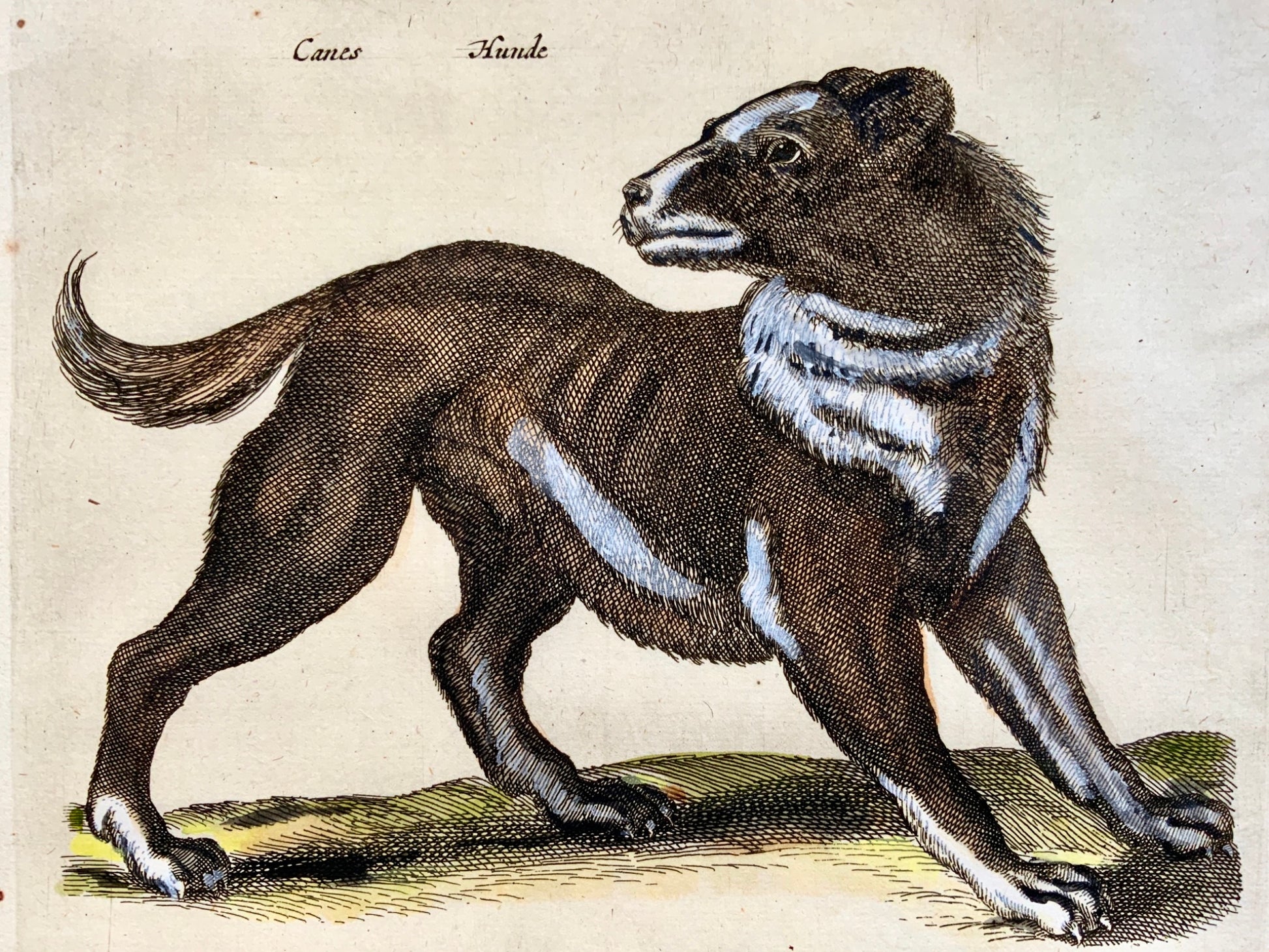 1657 Domestic Dogs Hounds - Mammal - Matt. MERIAN Folio Handcolored Engraving