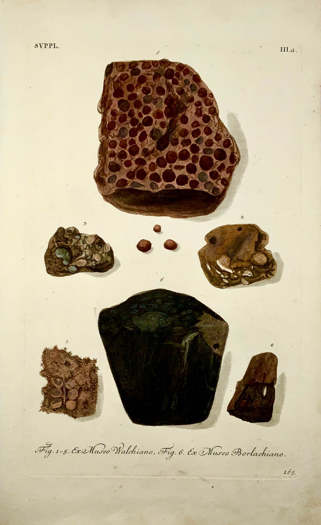 1764 G. W. Knorr (1705-1761); Large FOLIO Palaeontology Fossils Geology (IIIa)