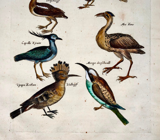 1657 Upupa, gruccione, gazza, ornitologia, Merian, folio, colorato a mano