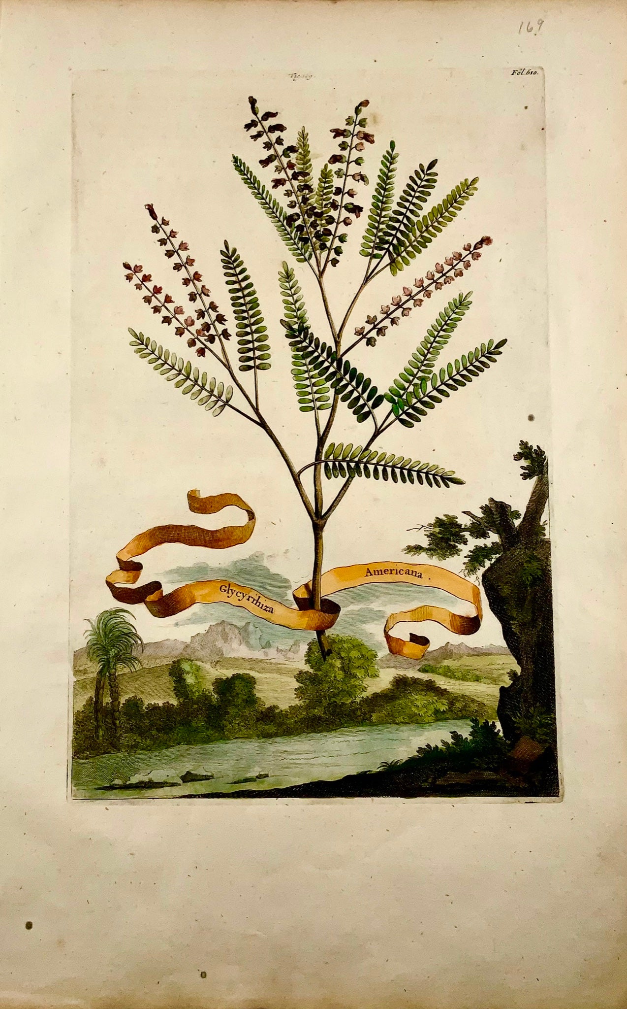 1696 Abraham Munting - Folio botanical - Glycyrrhiza Americana