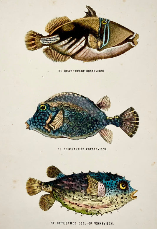 1864 Triggerfish, Bagre, hand colored stone lithograph